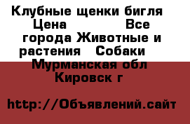 Клубные щенки бигля › Цена ­ 30 000 - Все города Животные и растения » Собаки   . Мурманская обл.,Кировск г.